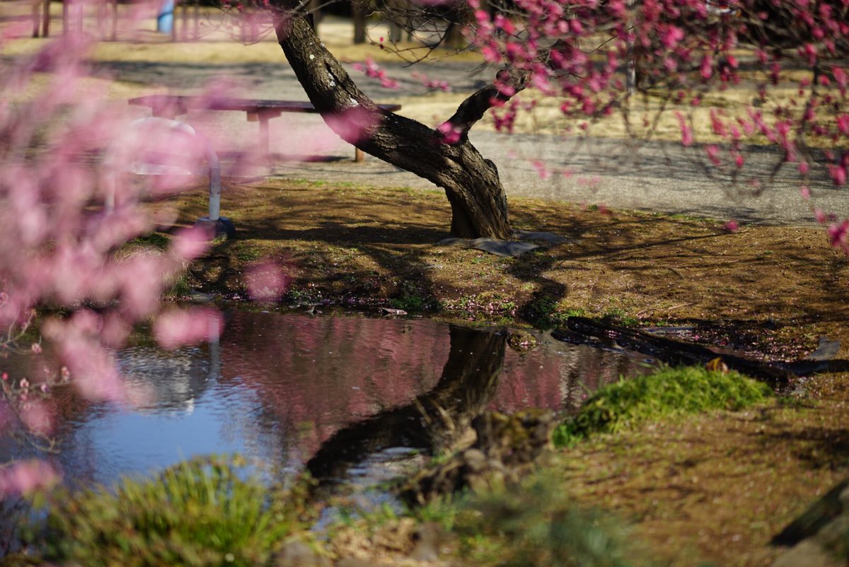 jj6363's tweet photo. 今年の梅

マスクをしていても感じる良い香りと素敵な花を見せてくれました🌸✨

#写真好きな人と繋がりたい #写真撮ってる人と繋がりたい #写真で伝える私の世界 #キリトリセカイ #ふぉと #photography #coregraphy #plum #spring https://t.co/tiz8QWjMib