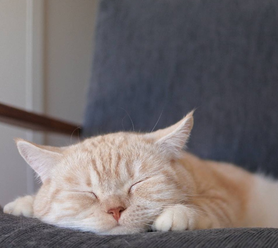 にゃんちゅ 特典付】ニャンちゅう | PLUM WebShop