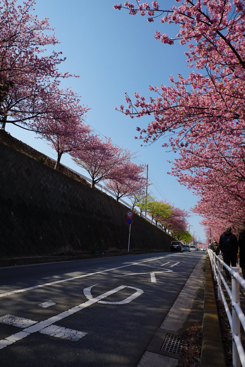 jj6363's tweet photo. 今年の河津桜

青空と光に包まれた河津桜
ピンク色の花が映えますね
✨🌸✨

#写真好きな人と繋がりたい #写真撮ってる人と繋がりたい #写真で伝える私の世界 #キリトリセカイ #ふぉと #photography #coregraphy #kawazuzakura #cherryblossom #bluesky #sunnyday https://t.co/bhJsFrkpge