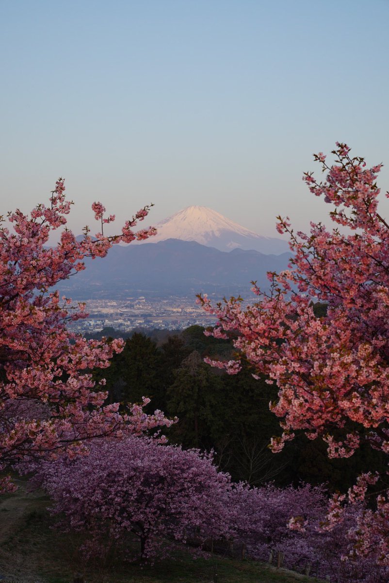 jj6363's tweet photo. 今年の河津桜

青空と光に包まれた河津桜
ピンク色の花が映えますね
✨🌸✨

#写真好きな人と繋がりたい #写真撮ってる人と繋がりたい #写真で伝える私の世界 #キリトリセカイ #ふぉと #photography #coregraphy #kawazuzakura #cherryblossom #bluesky #sunnyday https://t.co/bhJsFrkpge