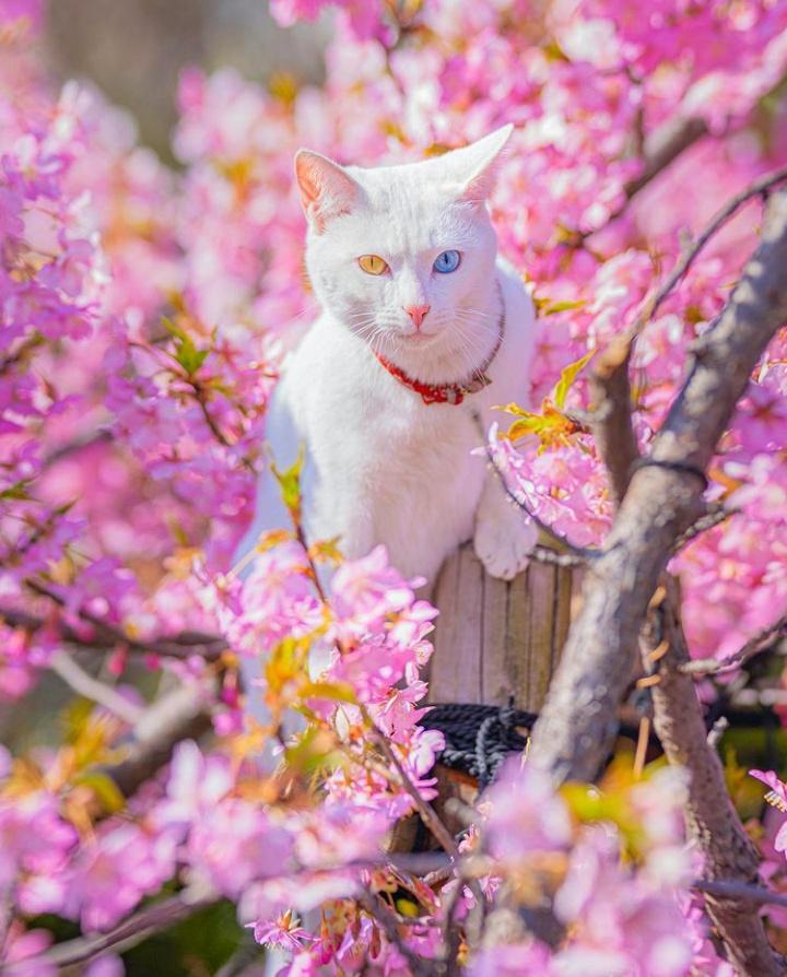 Have a nice weekend 🌸❤️🌸

#CatsofTwittter #CatsLivesMatter #cats