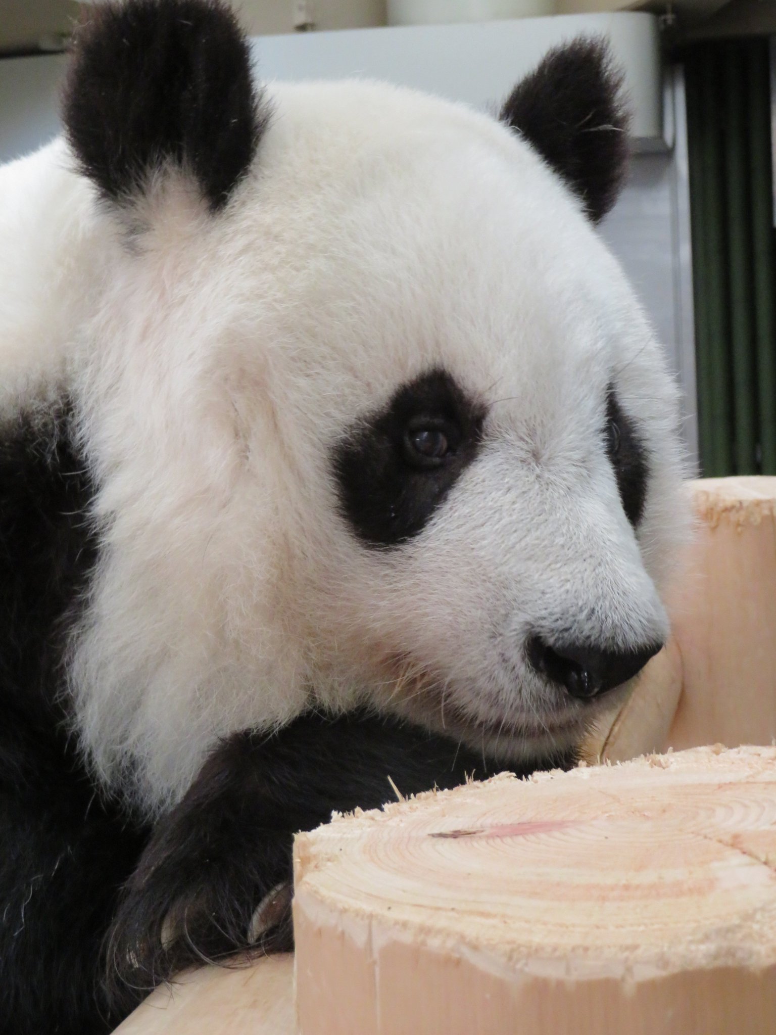 タンタン パンダ クッション 神戸 王子動物園