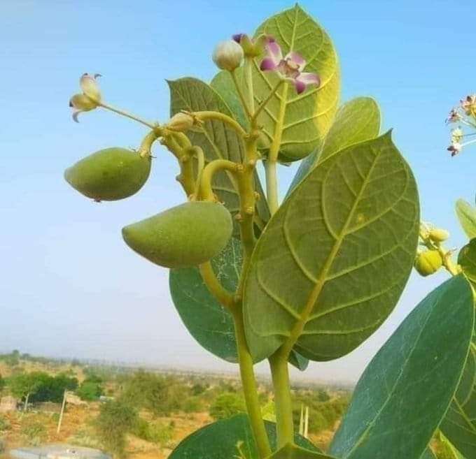8PMnoCMO's tweet photo. काच्चा बादाम 😉🤭

है कोई ज्ञानी महात्मा जो इस #फल का नाम बता सके!?
.@RajeshMogaLive
@udhambharatpur
@QamarAnchor
. https://t.co/hiXiTqikBu