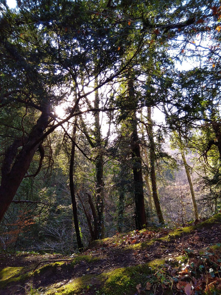 DeneNnr's tweet photo. Come and take a walk through the ancient #woodland and listen to the birdsong at every turn. I’m sure you’ll agree, it’s truly a magical place 🌳🐣🦋🐝 @LGSpace @DurhamCoast @NE_Northumbria @NaturalEngland https://t.co/qdSi5Cyxy2