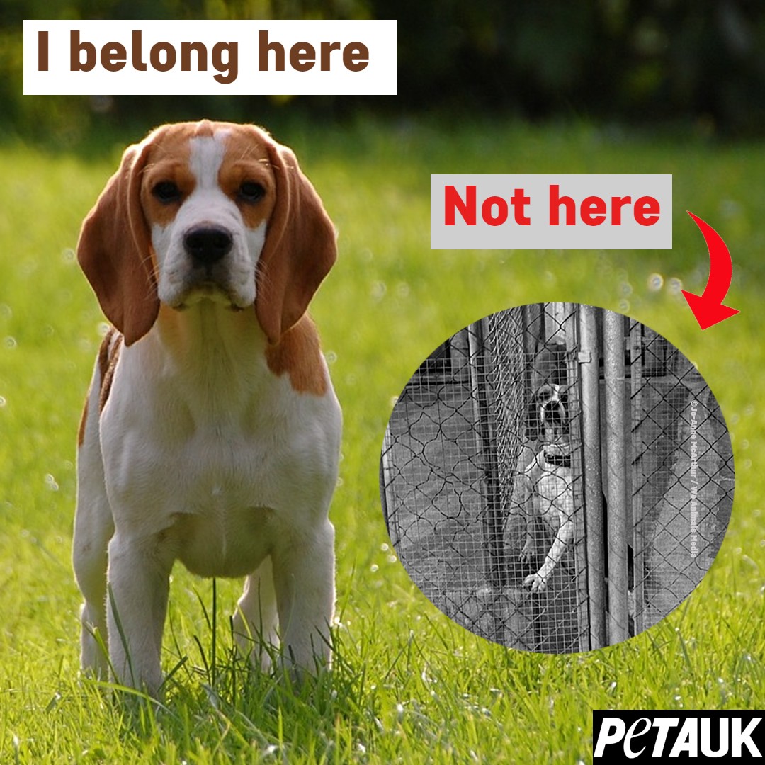 PETAUK's tweet photo. RT if you agree! https://t.co/IvjwoC7gKA