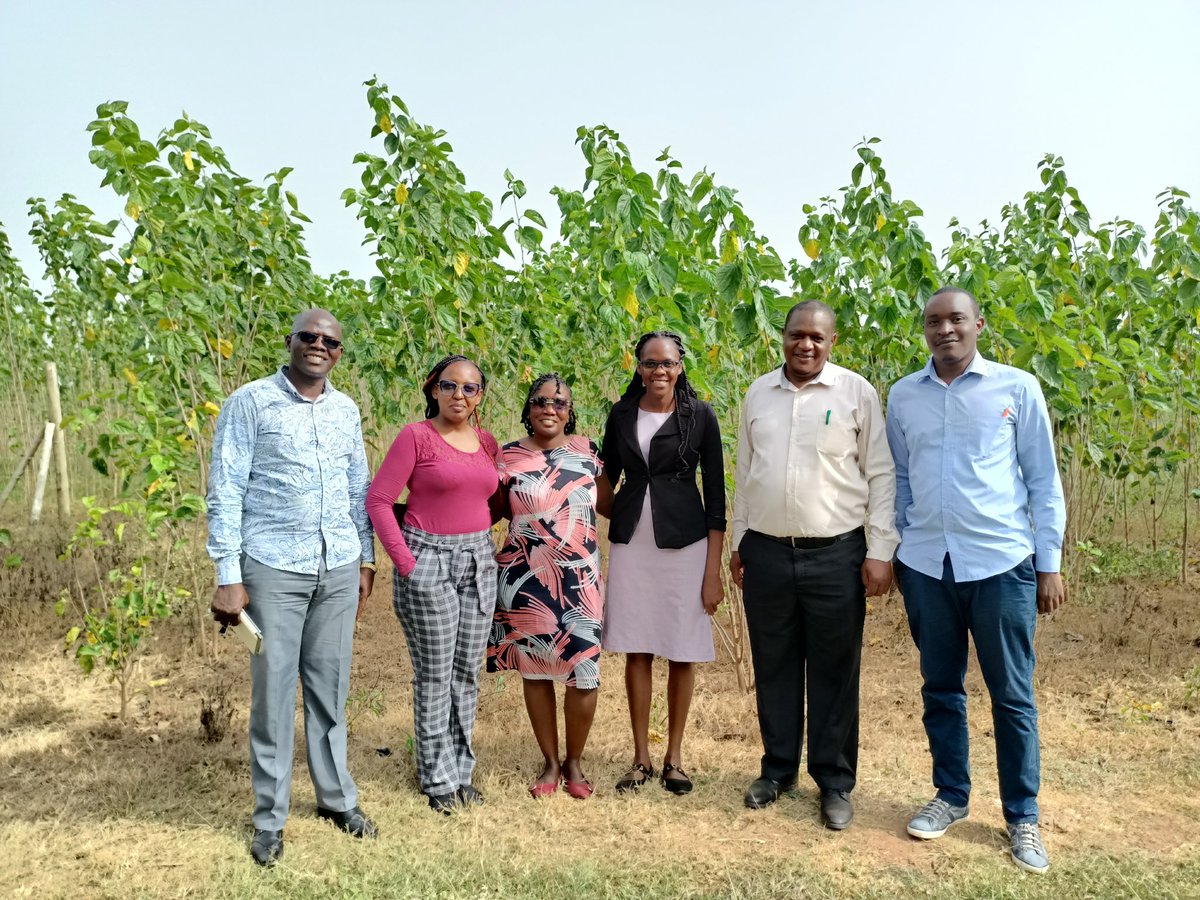 m_ochako's tweet photo. Institutional commercialisation support program. JOOUST, 100acres of Mulbery @tomwansa @Jaramogiuniversity #ARIN @LyfloneN, @arin_africa, @Obrian_ot @KENIAupdates https://t.co/sZZcdR61ZQ