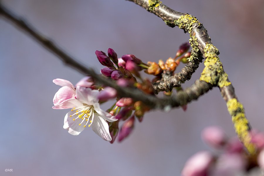 Marionreiber's tweet photo. Spring is when life is alive in everything! 🌸💗🌸 @Bloeiers @MRTfotografie @Natuurmonument @volgdenatuur @groningen 🌸💗🌸 https://t.co/el9WKOluPJ