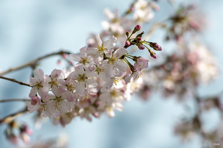 Marionreiber's tweet photo. Spring is when life is alive in everything! 🌸💗🌸 @Bloeiers @MRTfotografie @Natuurmonument @volgdenatuur @groningen 🌸💗🌸 https://t.co/el9WKOluPJ