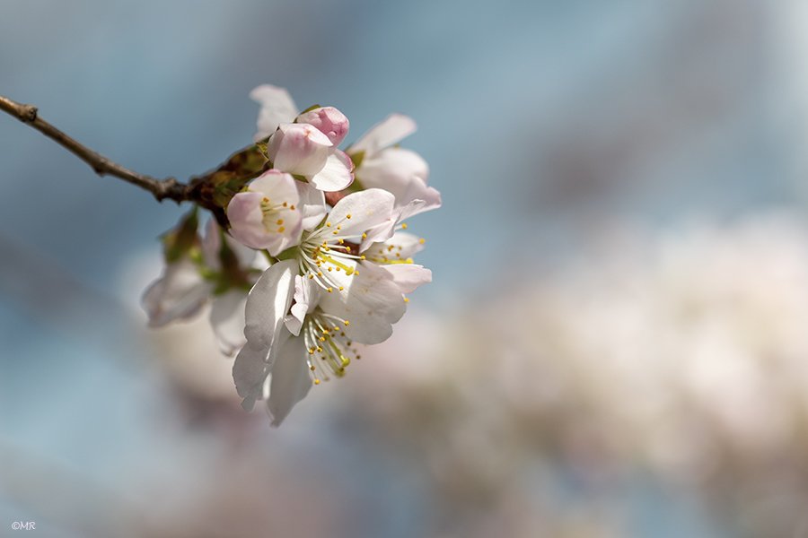 Marionreiber's tweet photo. Spring is when life is alive in everything! 🌸💗🌸 @Bloeiers @MRTfotografie @Natuurmonument @volgdenatuur @groningen 🌸💗🌸 https://t.co/el9WKOluPJ