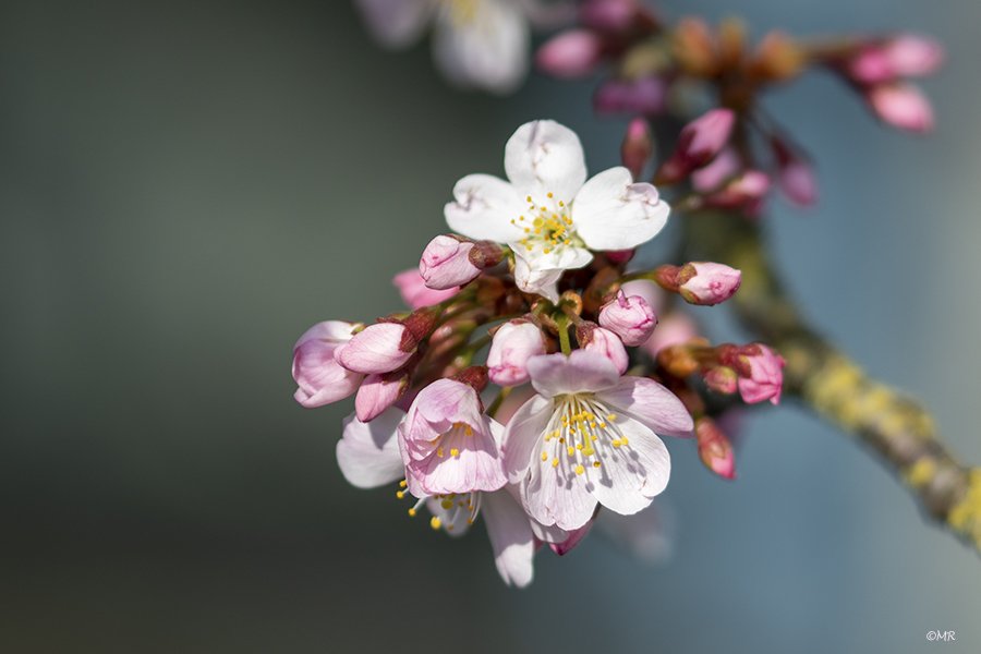 Marionreiber's tweet photo. Spring is when life is alive in everything! 🌸💗🌸 @Bloeiers @MRTfotografie @Natuurmonument @volgdenatuur @groningen 🌸💗🌸 https://t.co/el9WKOluPJ