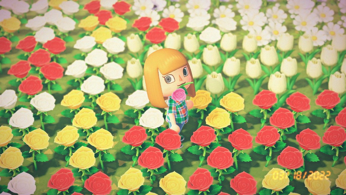 yllestbxtch's tweet photo. #AnimalCrossing #ACNH #NintendoSwitch https://t.co/l8kohxBr4s