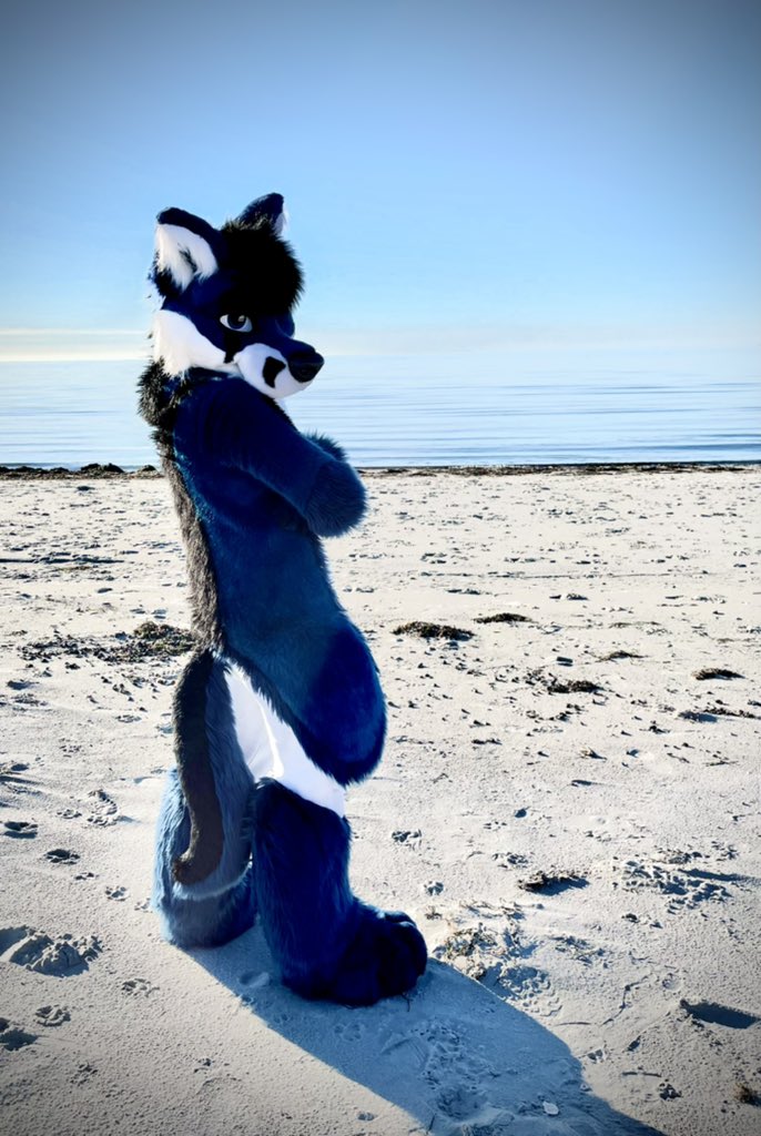 I don't like sand. It's coarse and rough and irritating and it gets everywhere.
Why did you take me here?? 
 #FursuitFriday