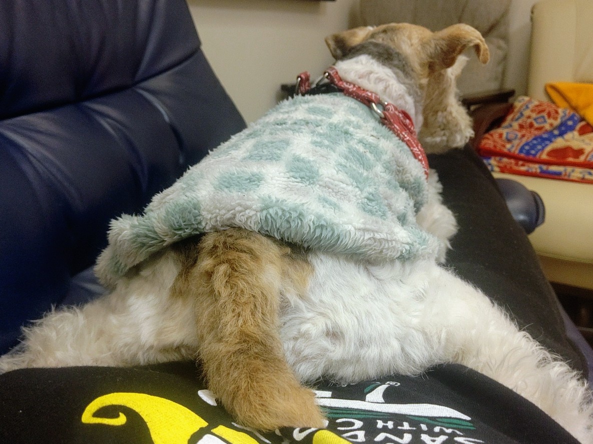 Ino Kenji ケツ ダイブ 動物 愛犬 犬 テリア ワイヤーフォックステリア 甘えん坊 シニア犬 犬好きと繋がりたい 犬のいる暮らし いぬのきもち リラックス ダイブ かまってちゃん 眠い Cutedog Dog Wirefoxterrier Terrier Cute Love