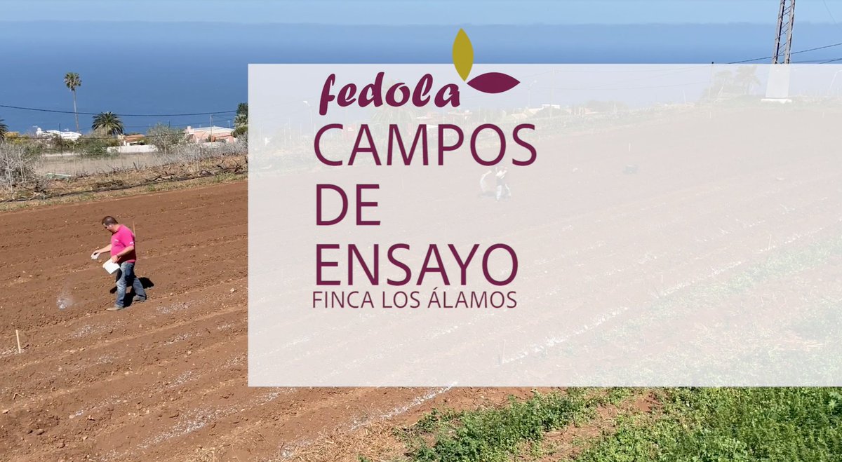 2ª parada #CamposdeensayoFedola202: #FincaLosÁlamos.

Finca Los Álamos, en #Tacoronte, acoge esta experiencia en la que se han sembrado 10 #variedadesdepapa en 3 repeticiones, con unidades experimentales de 12 m2. cada una.

▶️: youtu.be/48lsdZYq_IU

#Fedolapapas #Tenerife