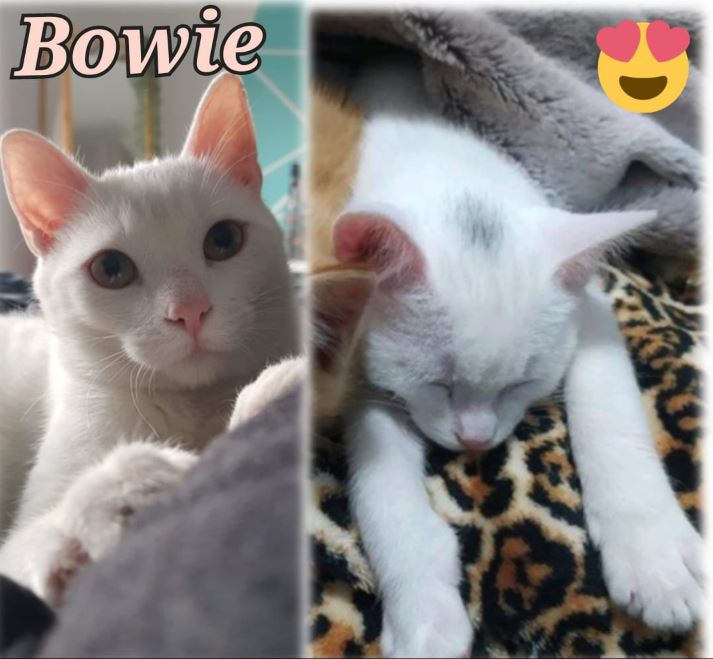 AnimalsRipollet's tweet photo. BOWIE EN ADOPCIÓN - RIPOLLET (BARCELONA)

¿a que os habéis enamorado sólo de verlo? Pues imaginaros conocerlo y que forme parte de vuestra vida.  Tiene 7 meses , cto info@animalesripollet.org https://t.co/lrMn9RVyEj