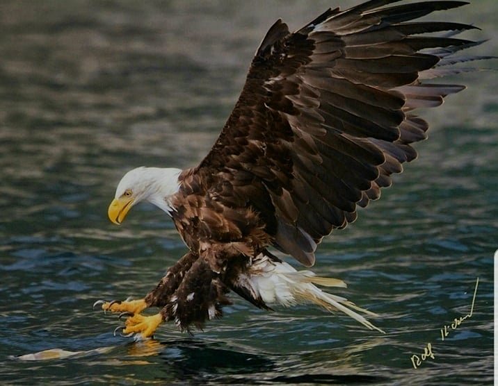 rolfhickerphoto's tweet photo. Beautiful, bald eagle right on target for its next meal in the Broughton Archipelago, off northern Vancouver Island, British Columbia, Canada
📸 @rolfhickerphototours
https://t.co/WkiD2vBGP2
#baldeagle #eagle #phototours #wildlife #photography #wildlifephotography #nature #vipt https://t.co/U8DoN4L9pW