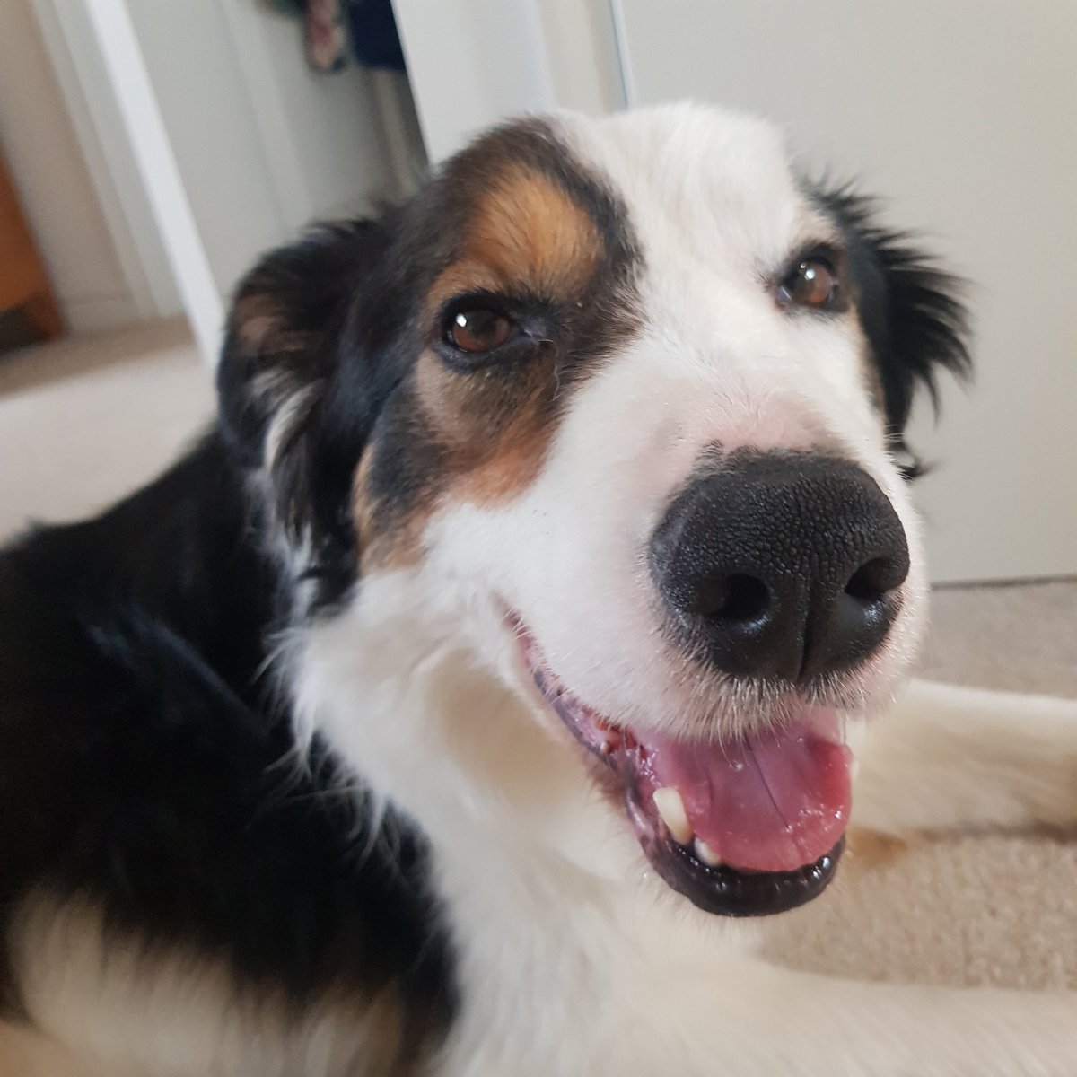 AmyT123455's tweet photo. @shewhobakes1 Ned says get well soon britt 🐺😘🐾 https://t.co/j3qLydyq6T
