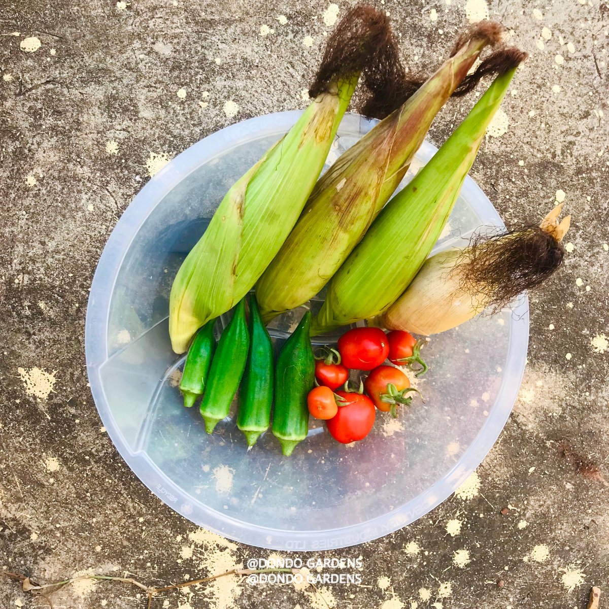 dondo_gardens's tweet photo. Time goes by so fast #Happiness matters.  A good ending to a good week. Thankful for the blessings in the #Garden. https://t.co/HAnzd5eUkk