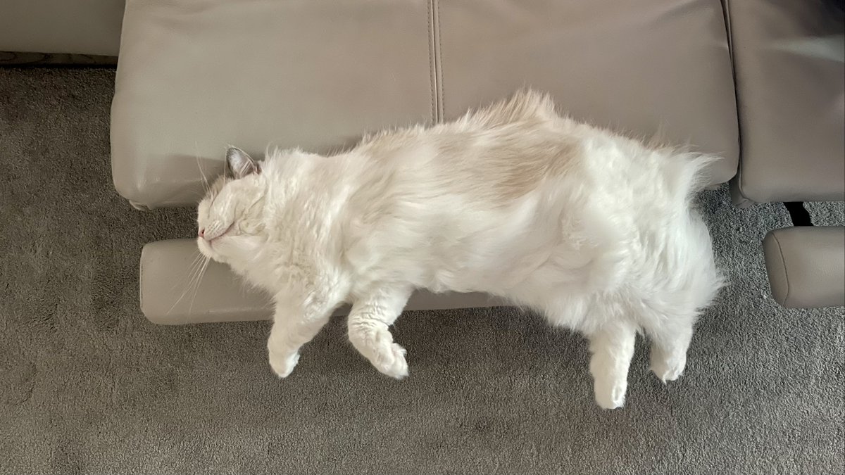 Catcatcatiecat's tweet photo. Sup! Human🤪 https://t.co/oSQdcUtKsY