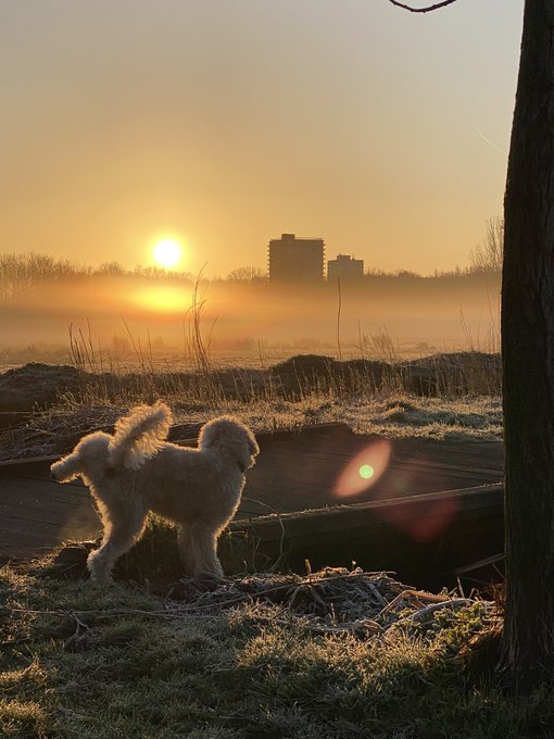 Marcel Potters tweet media