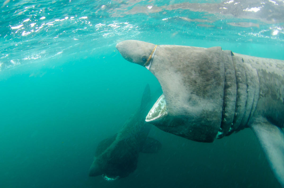BaskingSharkSco's tweet photo. #Sharks show incredible resilience when it comes to wound healing which is not fully understood. This shark seemed to have had a run in with some #plastic debris which was tightly wrapped around its nose. Fortunately he was sighted a year later free of entanglement. #rednoseday https://t.co/grvHB0YILB