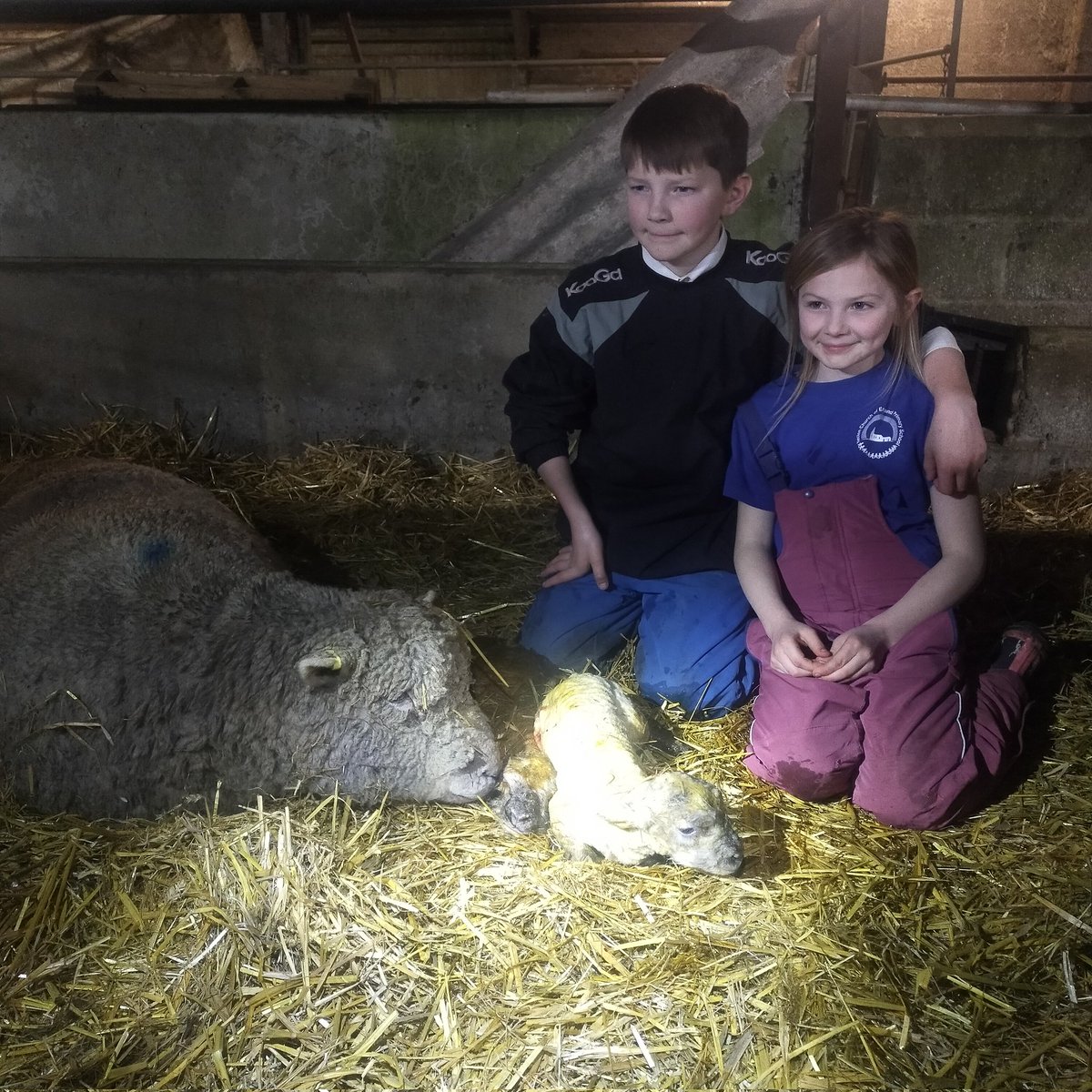 oakespedigrees's tweet photo. Quick tea and out to do the evening check. 1 ewe wash struggling so George was there to help. Assisted by Phoebe. Both mum and twins doing great #goteam #siblings #ourlife #farmlife #lambing2022 #southdowns https://t.co/DPKqEA0Map