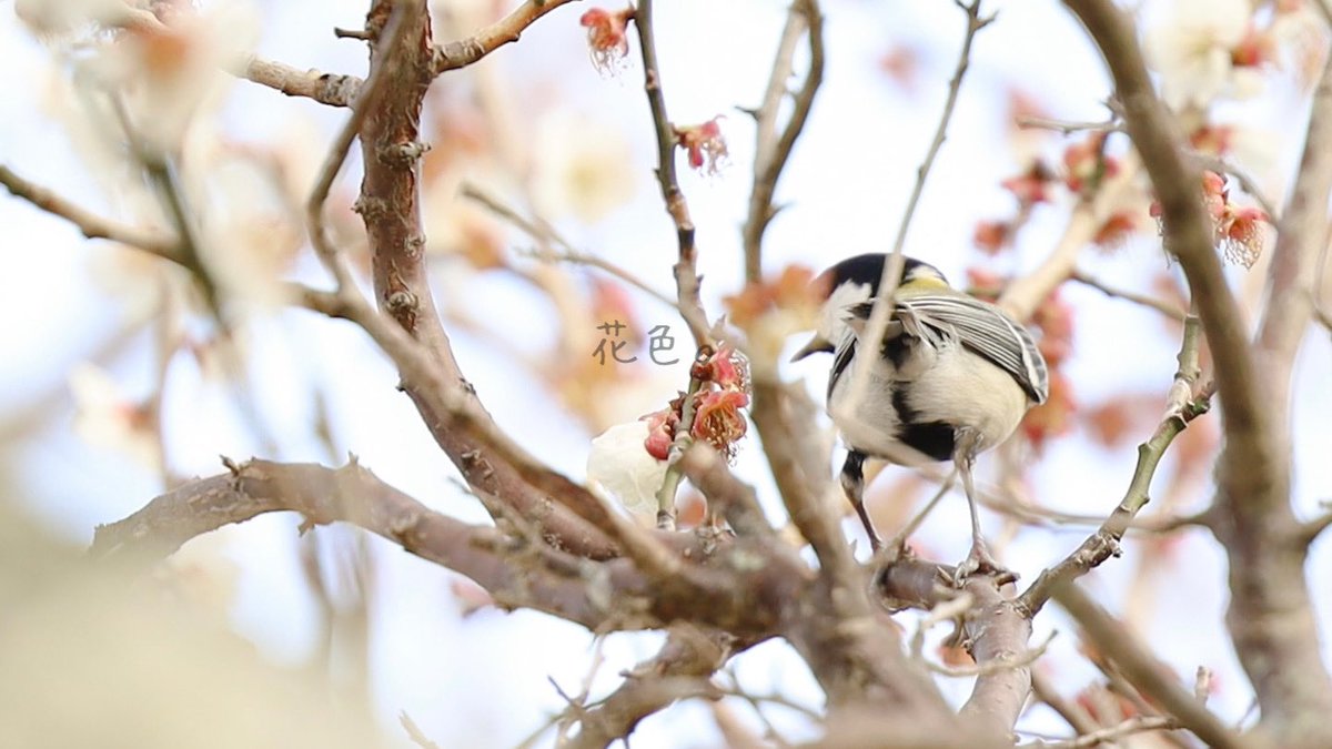 ꕤ*.ﾟ

#野鳥
#野鳥写真
#紅梅 
#キリトリセカイ
#ファインダー越しの私の世界