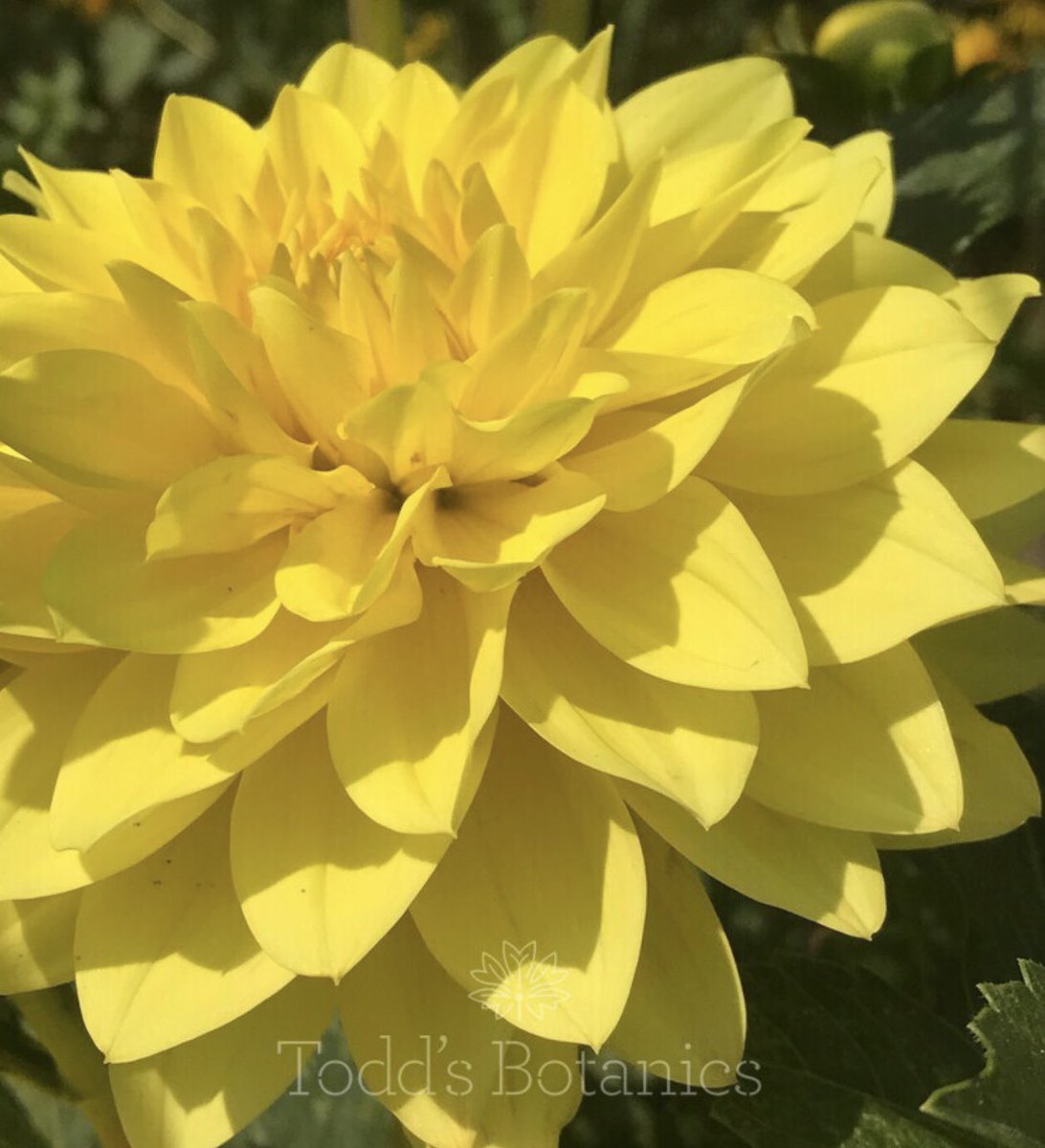 ToddsBotanics's tweet photo. Dahlia ‘American Sun” gives a beautiful splash of sunshine in the border. A decorative dahlia type with an ultimate H90cm.  Sunshine yellow flowers. Ready to pot dahlia tubers now available. 
#dahlia #dahliatubers #plantsdelivered https://t.co/hu5zO5a7IB