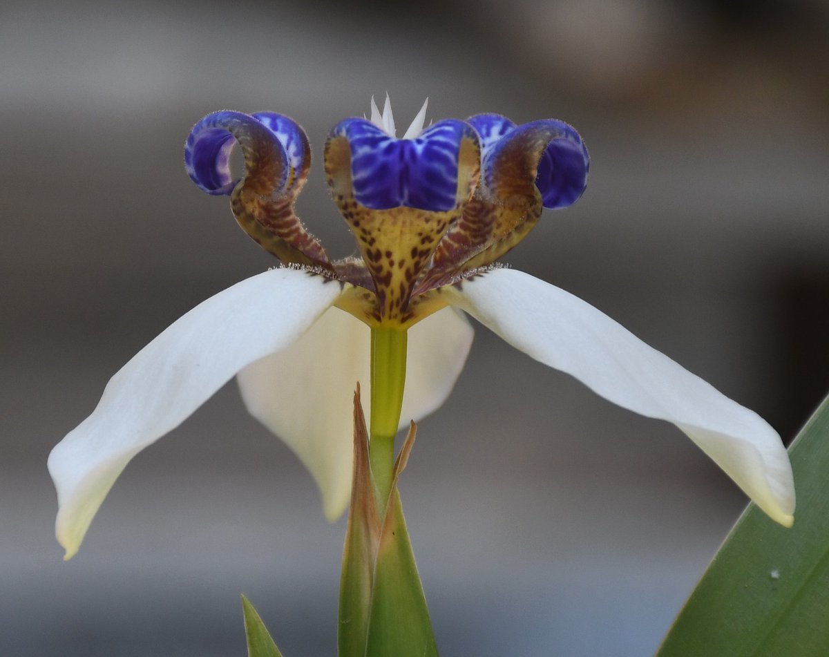 Wishing you all a happy holi from Haflong  😊 Walking Iris flower. Planted by nadia and shot by me.