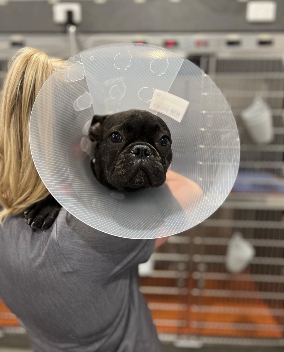 First time as a satellite can be a little daunting 📡 Extra cuddles required 🧡

#petwellness #morethanjustavet
