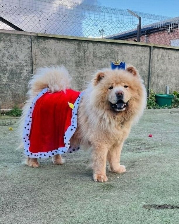 DogNeedsBest's tweet photo. Living her best life.
#dogs #dogsofinstagram #doglover #chowchow #cutedogs #instadog #instapet #DogNeedsBest https://t.co/IQ4jjQJ3xb