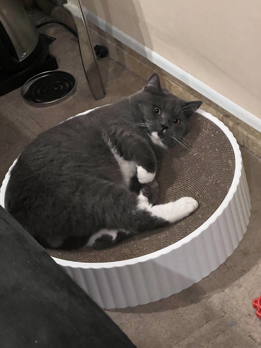 Fat cat Tom woke up with a start，dish or Jerry disappeared in dream？#cat