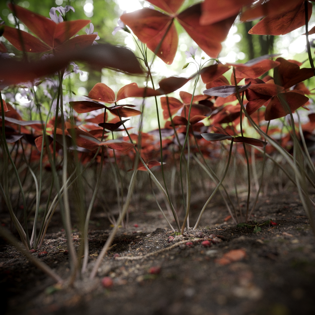 pbrcraft's tweet photo. oxalis triangularis made for https://t.co/FDnwKVyah1 https://t.co/2Mhspetjlr