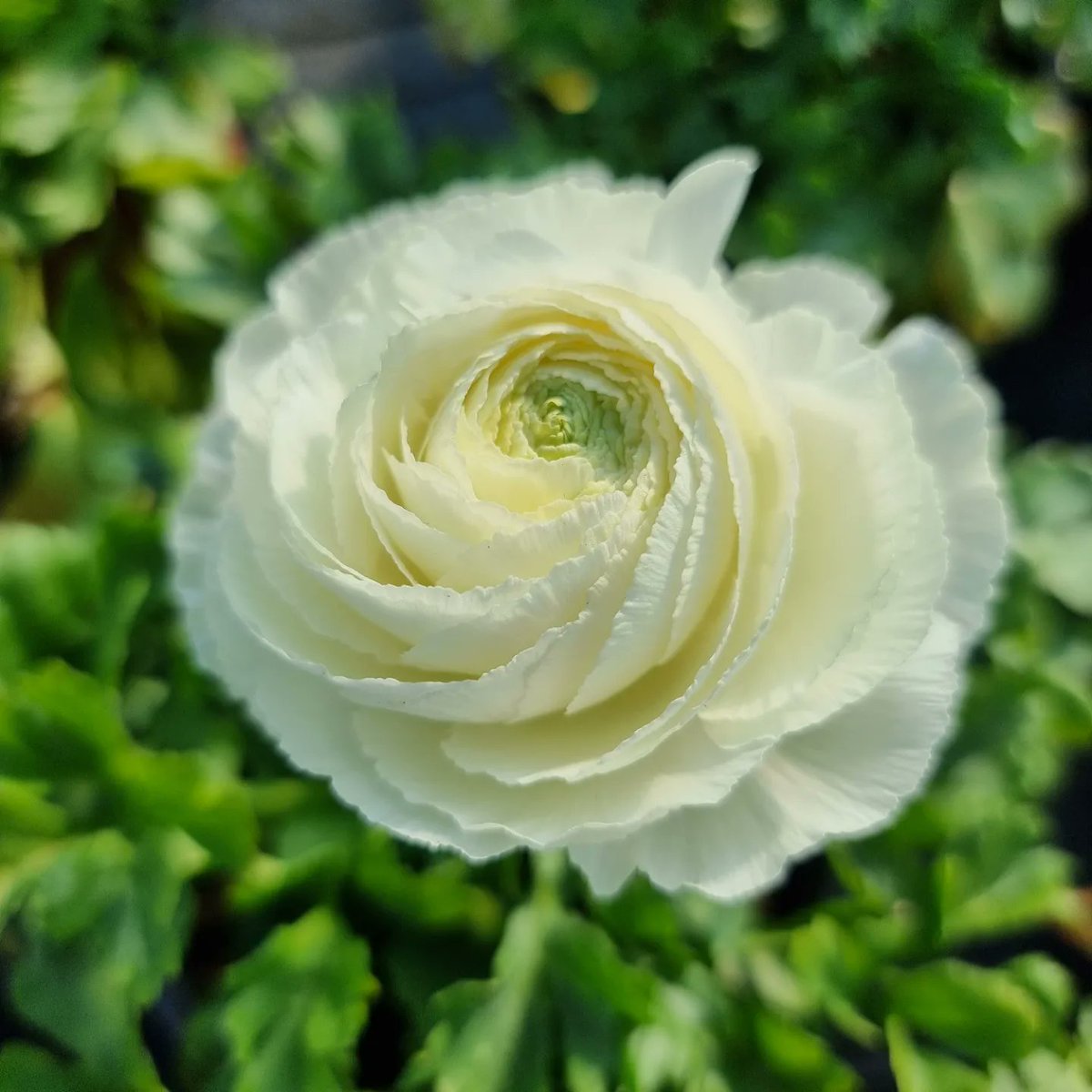 Ranunculus flowers are so pretty, we've grown some lovely plants in available in 13cm pots for £1.99 each, but if you buy 3 or more they are just £1.49 each 🔍 Find us on the A149 near Stalham ☎️ Call us on 01692 580226 🖱 agmeale.co.uk #ranunculus