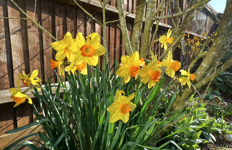 BraxM's tweet photo. They call me mellow yellow...
Daffies in the morning sun. #Quiterightly https://t.co/L4z8fkd5E3