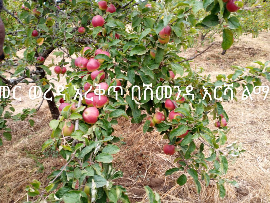 usman_surur's tweet photo. ክልላዊ ፀጋዎችን ለይተን ማልማት ከቻልን ድህነትን በአጭር ጊዜ እንሻገራለን። የጉመር ወረዳ የደጋ ፍራፍሬ ወይም አፕል ምርት ጥሩ ማሳያ ምልክት ነው። https://t.co/fCYPI5S68H