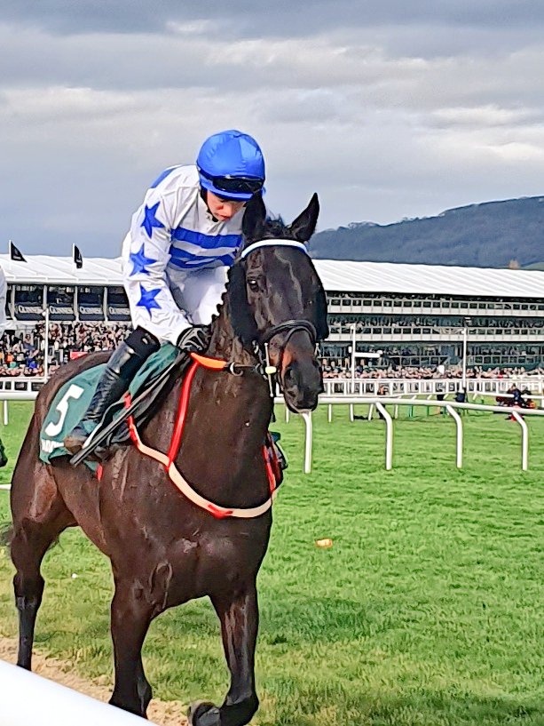 RacingBlade's tweet photo. Koshari on way to the Stayers Hurdle start @CheltenhamRaces #DChristie #Jonathanmoore https://t.co/zvPrMXICRK