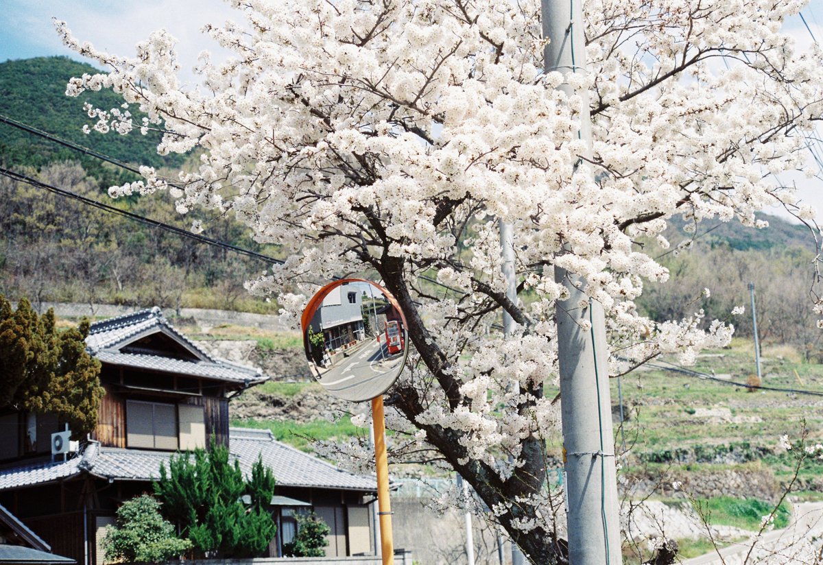 旅で出会う花たち