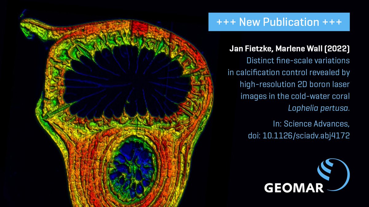 Laser-scharfe Einblicke in die Kalkbildung: Hochauflösende Bilder von Querschnitten durch Proben einer #Kaltwasserkoralle eröffnen neues Verständnis lebenswichtiger Prozesse im #Ozean. Mehr zur neuen Publikation @ScienceAdvances in unserer Kurzmeldung: geomar.de/n8380