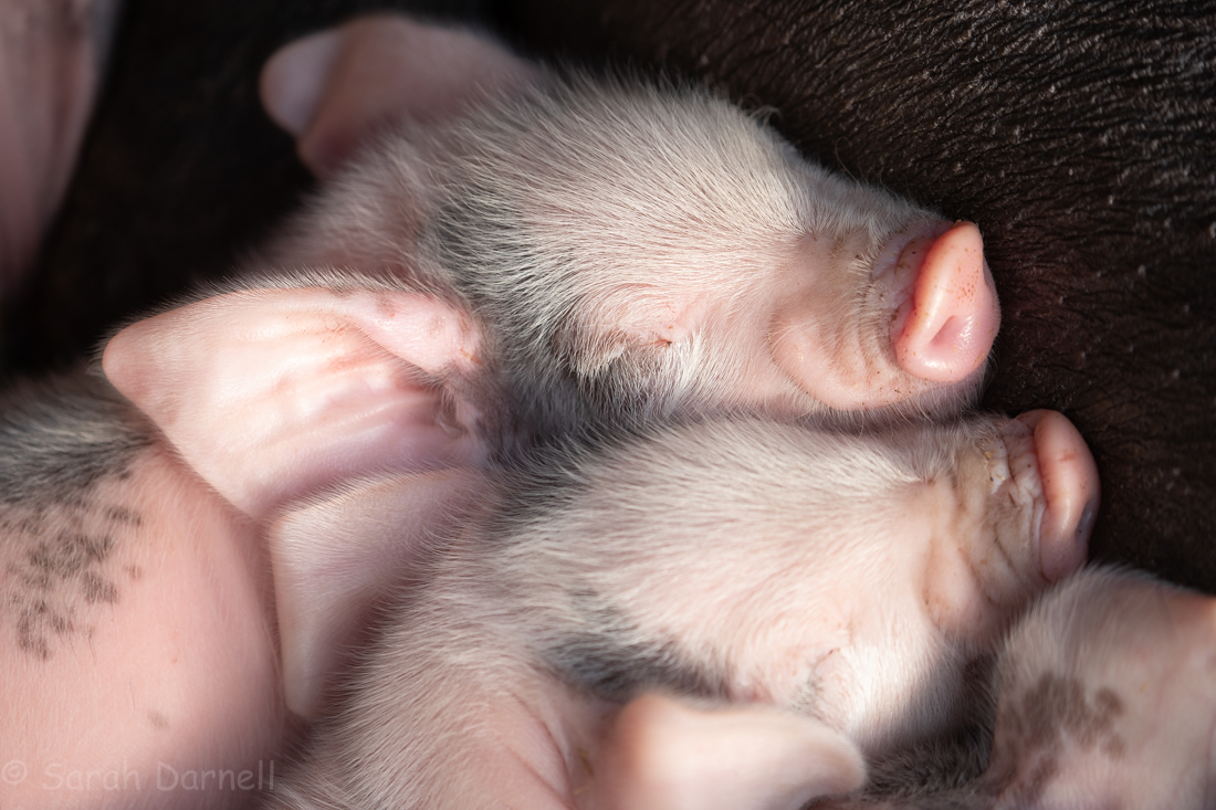 Cuteness overload 🐷 
Last Saturday 7 piglets were born and our lovely farm volunteer managed to get some great pictures. They are a Large Black cross breed, hence the different colours! 

#RareBreed #RareBreedFarm #FarmLife #Livestock #GressenhallFarm #NorfolkFarm #Farm