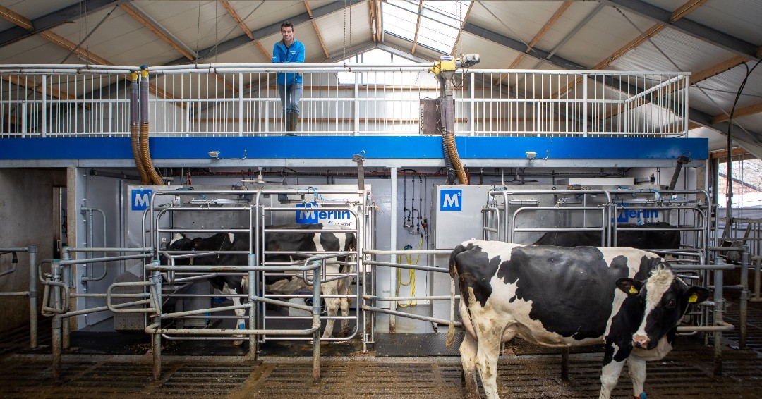 Pérennisez vos M2erlin en choisissant la meilleure mise en place qui sera développée en fonction de vos ambitions #milkingwithm2erlin (Traire avec M²erlin)