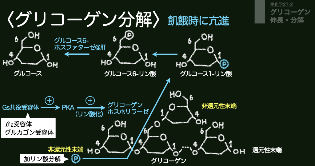 Tweets With Replies By バイオ薬科アカデミー 薬学生向けyoutuber Biopharmacist Twitter