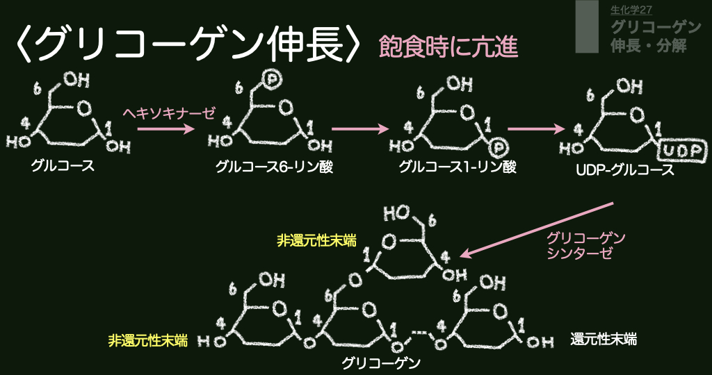 Tweets With Replies By バイオ薬科アカデミー 薬学生向けyoutuber Biopharmacist Twitter