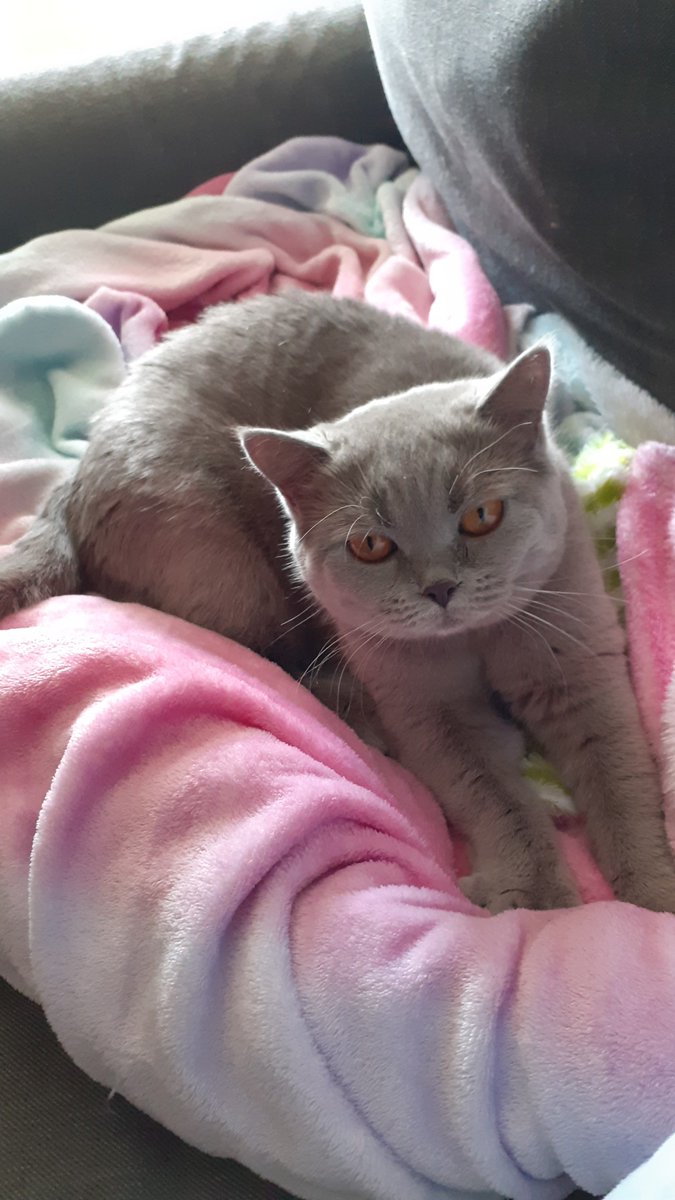 Maailma #pilalla mutta ottakaa tästä kissakuva. Hippu rakastaa tätä vaahtokarkkivilttiä <3