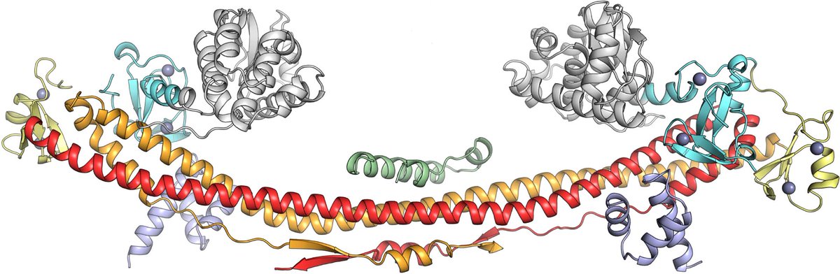 Our latest preprint is out, with @ch_douse! Our structure of a KRAB domain bound to KAP1/TRIM28. Gene repression by KAP1 is vital to human development and underpins CRISPRi. We identify residues at KRAB-KAP1 interface required for repression. doi.org/10.1101/2022.0…