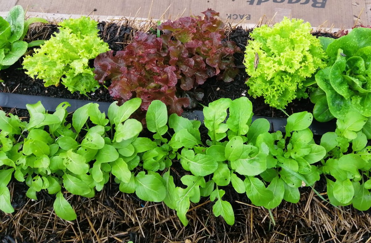 Bon divendres a tots i totes!

Encara sou a temps d' inscriure-us a l'activitat "Iniciació al cultiu sobre bales de palla". 🌾

Vine a descobrir aquesta tècnica, no t'ho pots perdre!

💡 26 de març d'11 a 13h al #BoscTurull.
✉️ Per + info i inscripcions ➡️ aula@boscturull.cat