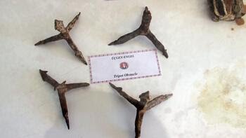 Bu zehirli 'Topuk Kıran'ları İngilizler Çanakkale'de kullandı. Savaş suçu, ama 'barbar, hayvan, vahşi' Türkler insan değildi. Öyle ya? 
Günümüzde Çanakkale'de hala çiftçinin ayağına saplanır.

Bastığın yerleri “toprak” diyerek geçme, tanı! Düşün altındaki binlerce kefensiz yatanı