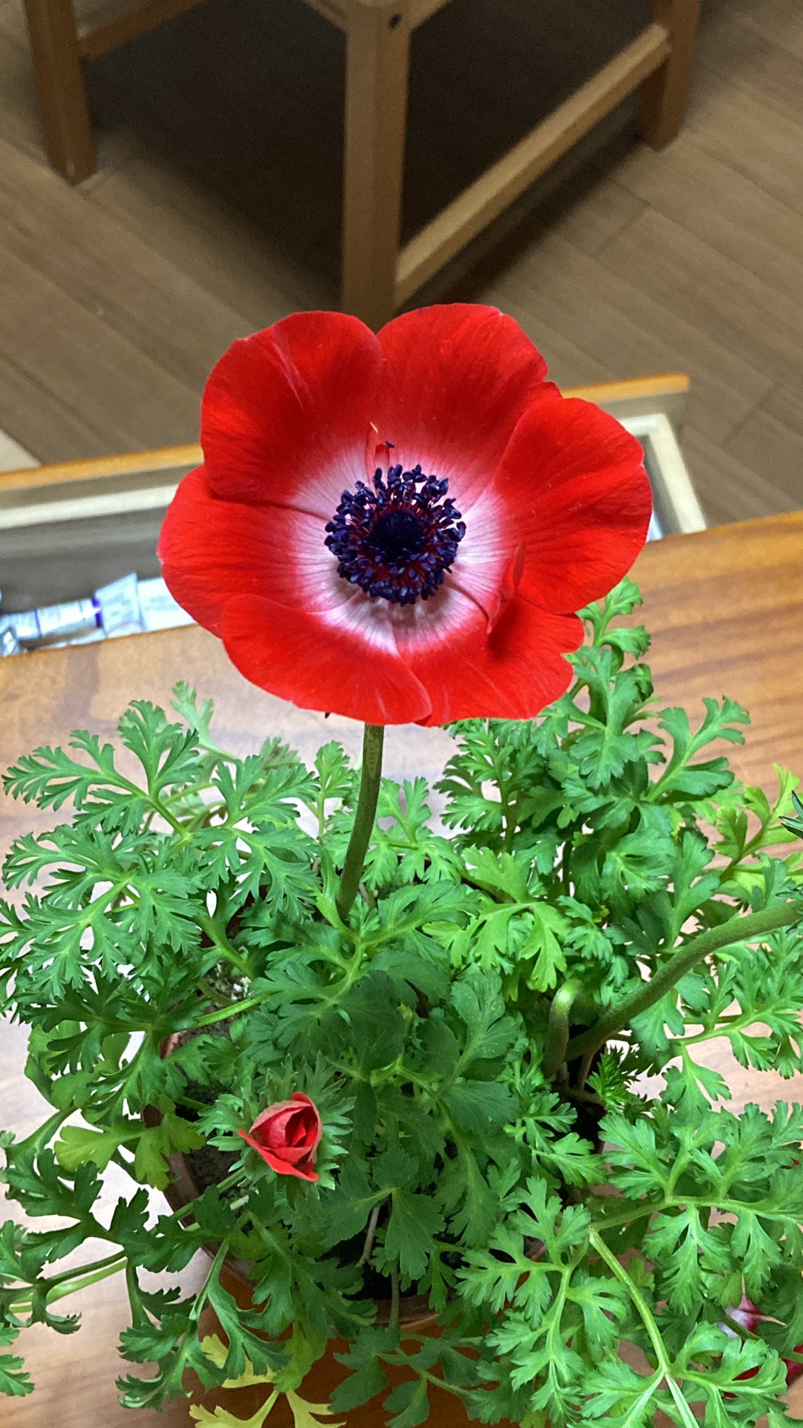 Yu アネモネがあったから買って来ました 地植えの方がいいのかな 絵のモチーフにするから植木鉢でごめんなさい ギリシャ語が語源で 風 という意味があります 素敵 アネモネの花言葉はマイナスイメージもあるけど色別でみると 赤のアネモネの花