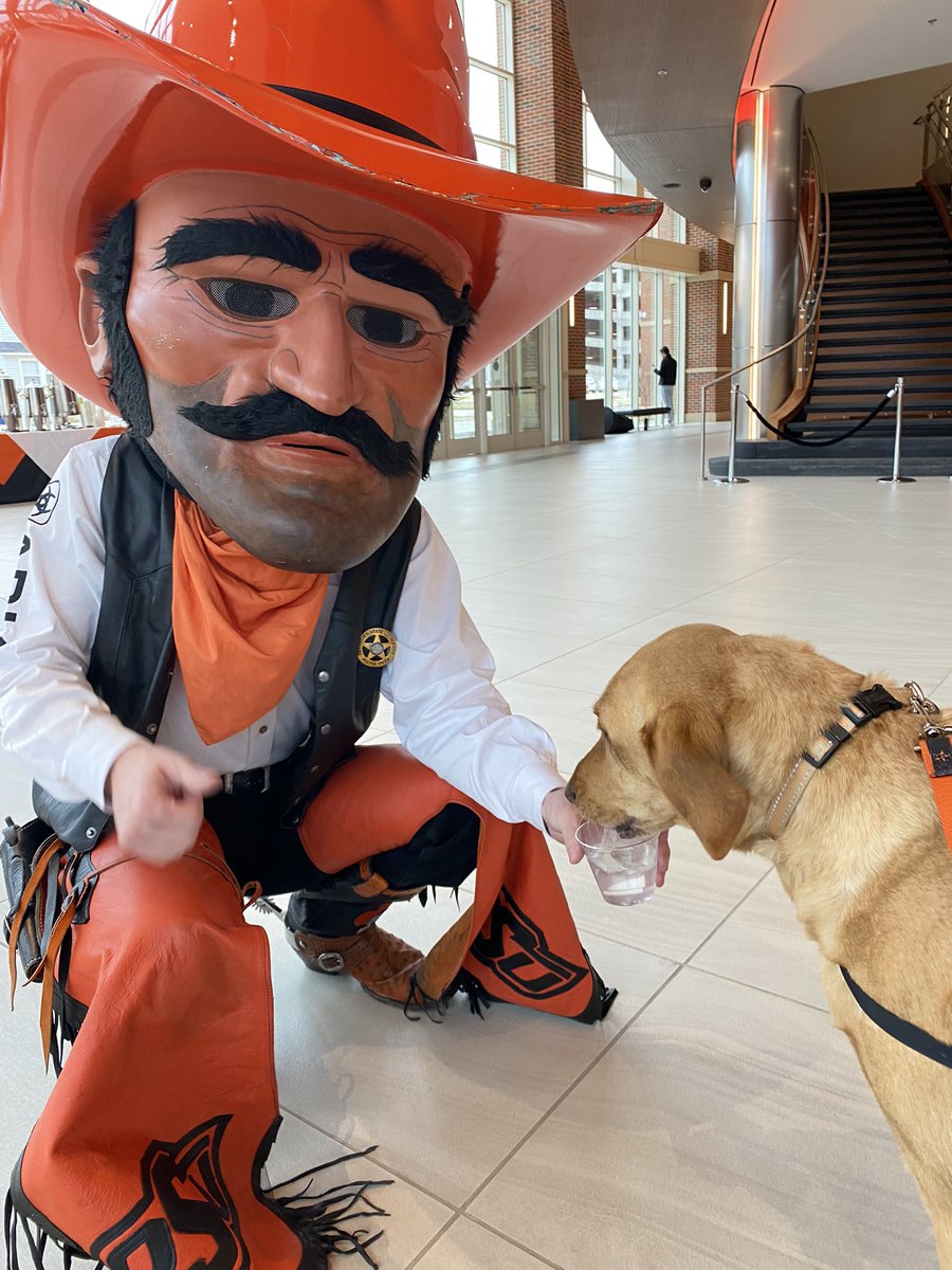 robertraab's tweet photo. @Pets4Pete Pete and Colt are welcoming new students at @okstate #GoPokes https://t.co/UY7rztXenZ