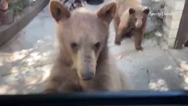 #Video: #Bears approach man eating #St.Patrick’sDay meal
https://t.co/HtqtVNH5ff https://t.co/xFpkQ4n8wx